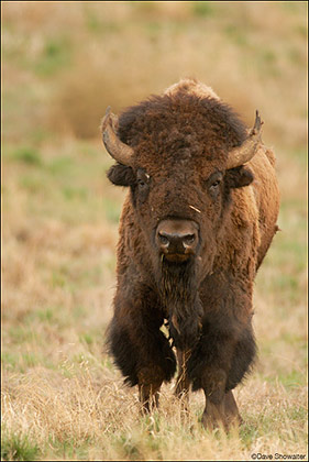 Bison Bull Head-On print