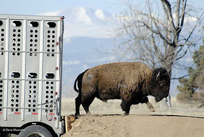 Bison Return! print