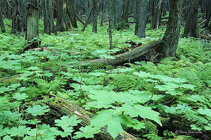 Cedar Forest Floor print