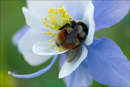 Columbine Bee print