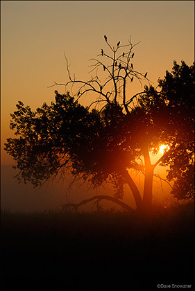 Cormorants and Foggy Sunrise print