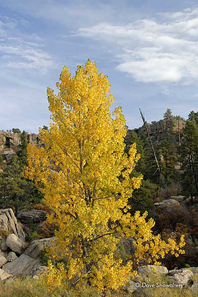 Cottonwood on Castlewood Canyon Rim print