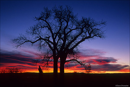 Cottonwood Sunrise print