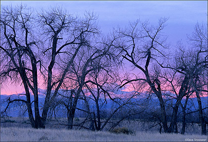 Cottonwood Sunset print