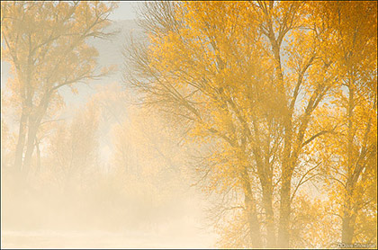 Autumn Cottonwoods and Fog print