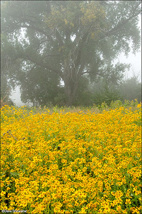 Cowpen Daisy in Fog print