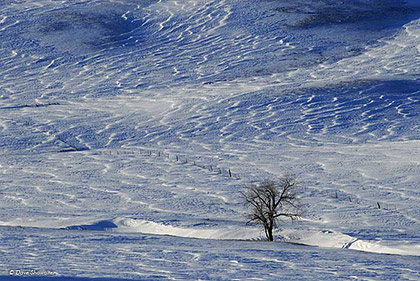 Lone Tree and Drited Snow print