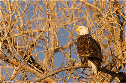 Cottonwood Eagle Perch print