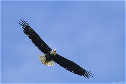 Bald Eagle In Flight print