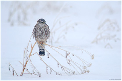 Winter Merlin print