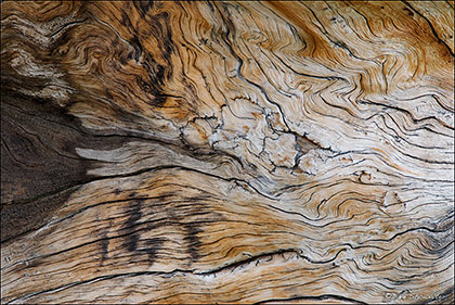Wood Grain Detail print