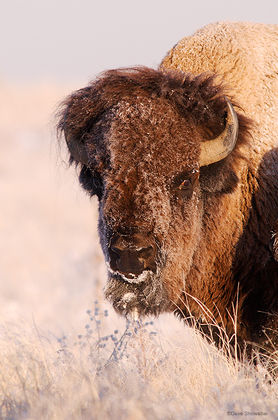 Frosty Bison print