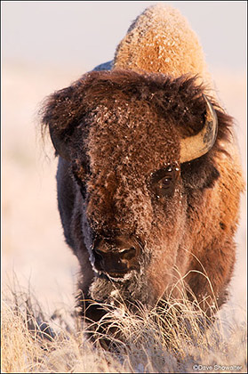 Winter Bison Bull print