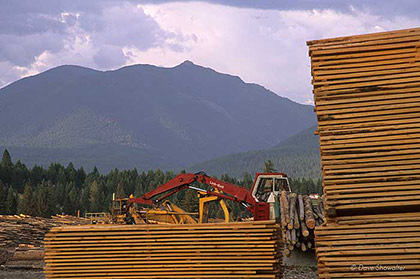 Logging in Glacier's Shadow print