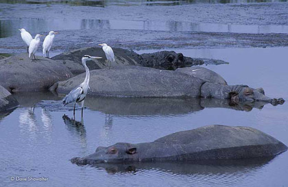 Hippos in Wallow print