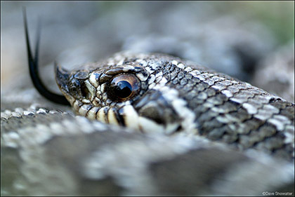 Hognose Snake Closeup print