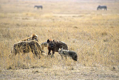 Hyenas on Kill print