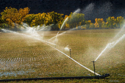 Water on Hay print