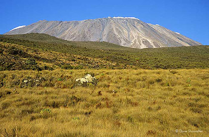 Kilimanjaro Grasslands print