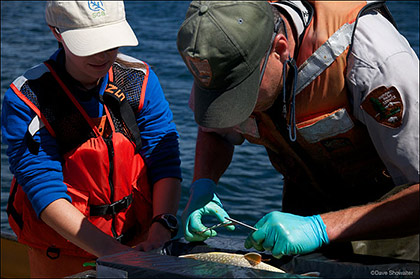 Lake Trout Stitch print