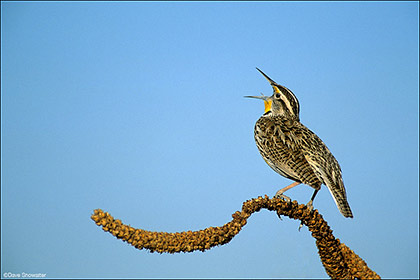 Meadowlark Song print