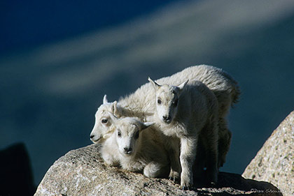 Mountain Goat Kids print