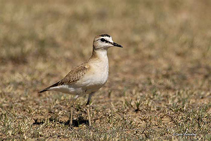 Mountain Plover Female print