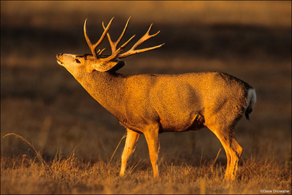 Mule Deer Buck in Rut print