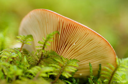 Mushroom Closeup print