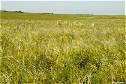 Ocean Of Grass print