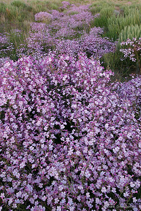 Pink Plains Penstemon print