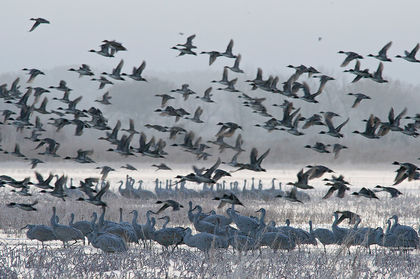 Pintail Rush print