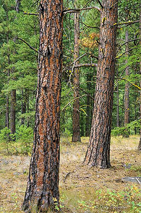 Ponderosa Pines in Rattlesnake Canyon print