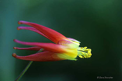 Red Columbine Flower print