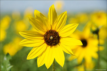 Prairie Sunflower print