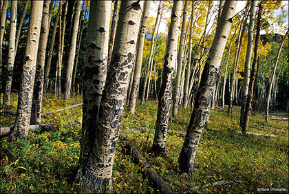Elk-Scarred Aspen print