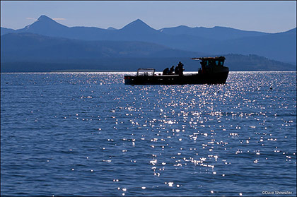 Sheepshead and Crew III print