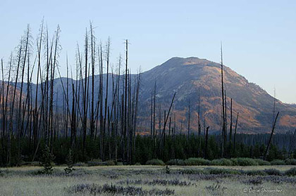 Mount Sheridan Through Burned Forest print