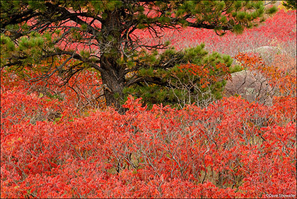 Autumn Sumac and Pine print