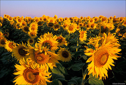 Sunflower Field print