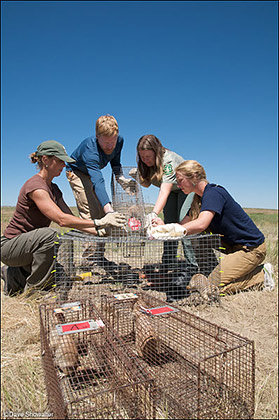 Team Transfer - Prairie Dog Relocation print