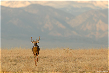 White-tailed Buck Prairiescape print