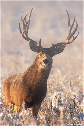 Winter Mule Deer Buck print