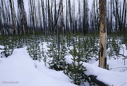 Yellowstone Rebirth print