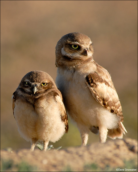 &nbsp;A handsome pair of burrowing chicks perch on their abandoned prairie dog "natal" burrow in early morning light. Western...