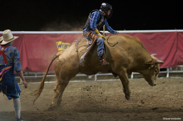 &nbsp;A bull fighter watches closely as a bull rider tests his skills at the Cody Night Rodeo. The night rodeo runs every night...