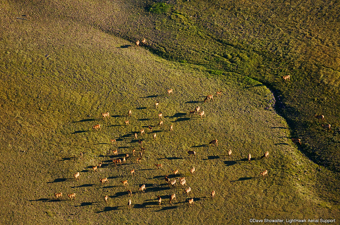 &nbsp;Elk graze on lush tundra vegetation on Carter Mountain in this aerial view. Cervus elaphus  LightHawk Aerial Support.