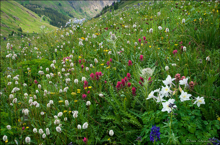 A mountainside tapestry of wildflowers and rich green grasses in American Basin. Colorado blue columbine, Indian paintbrush...