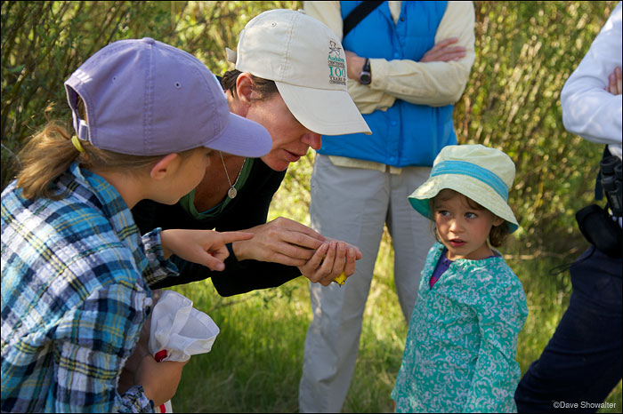 &nbsp;Alison Holloran of Audubon Rockies holds a yellow warbler for Sage and Willow. Soda Lakes Bioblitz on June 23, 2012&nbsp...