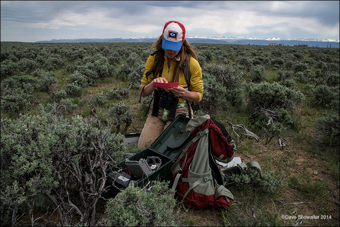 Dr. Anna Chalfoun checks a nest site on the Pinedale Anticline Natural Gas Field. The team placed cameras that are activated...